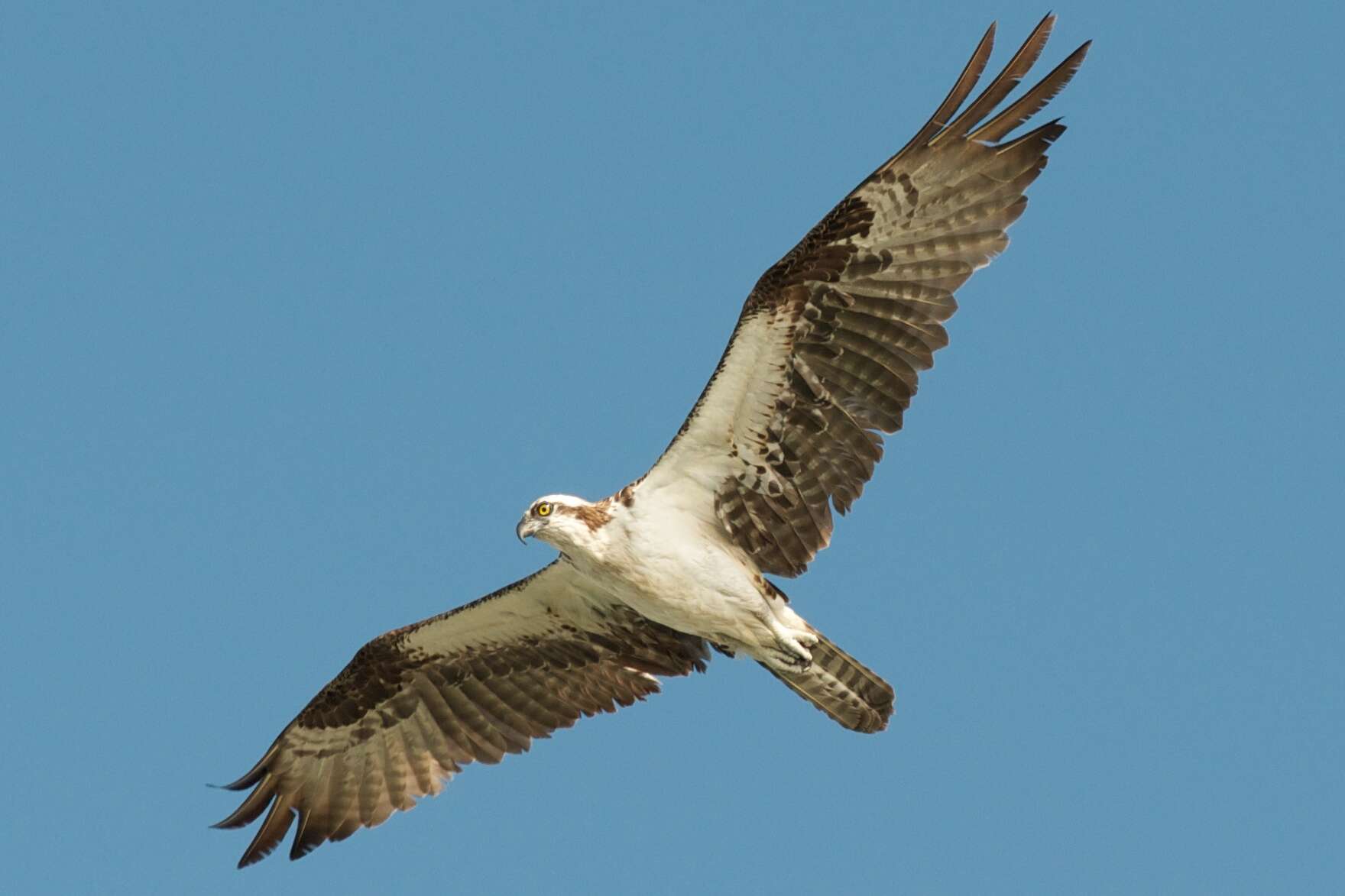 Image of ospreys