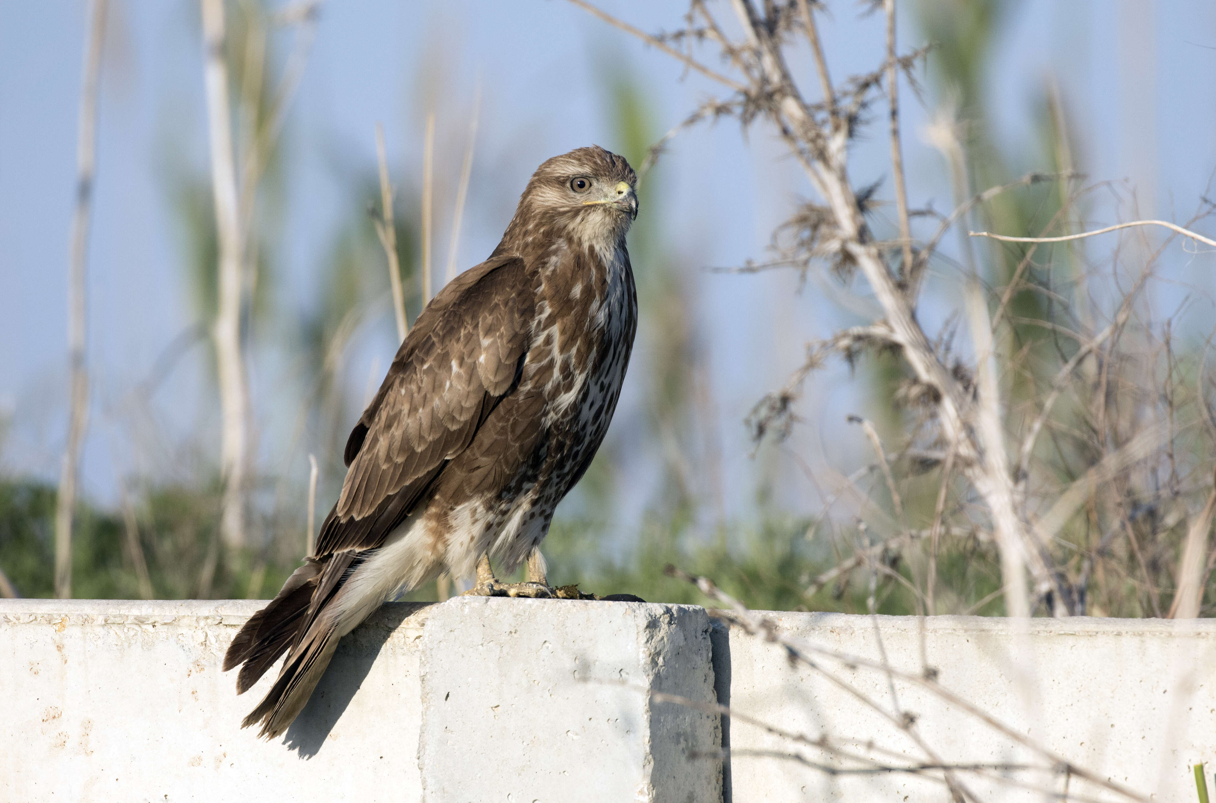 Image of Common Buzzard