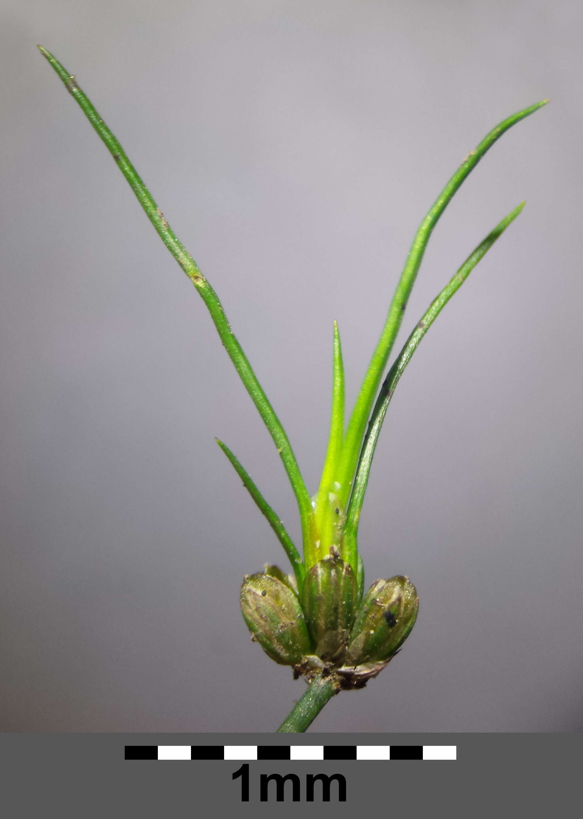 Juncus bulbosus L.的圖片