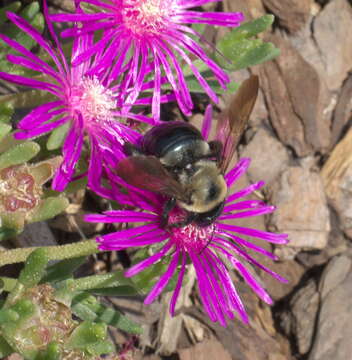 Imagem de Xylocopa virginica (Linnaeus 1771)