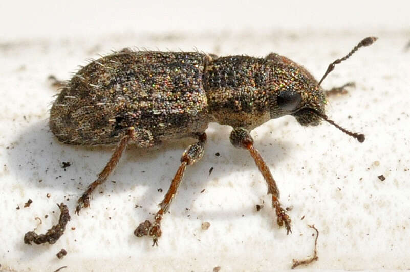 Image of Clover Root Weevil