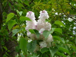 Image of Common Lilac