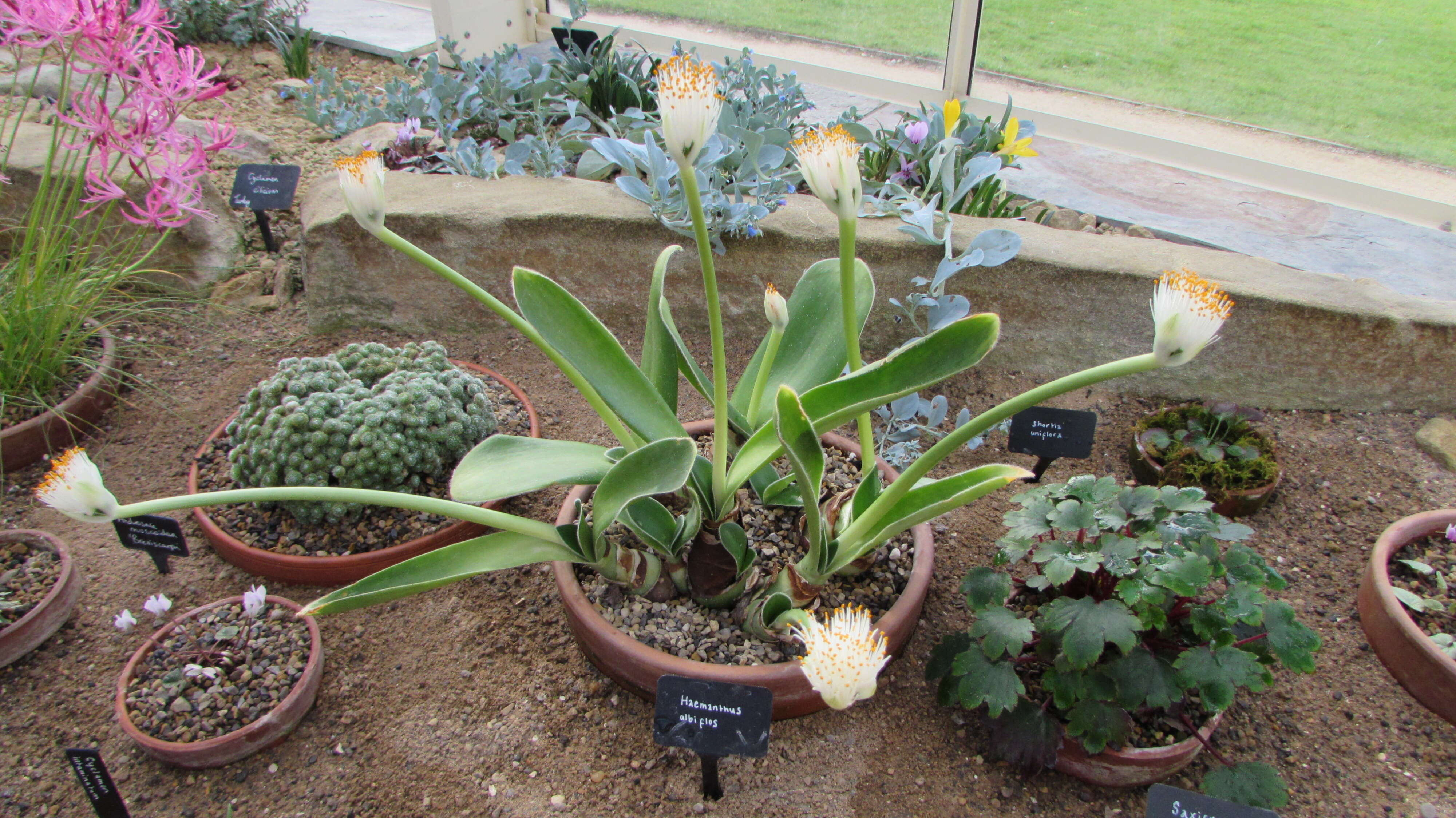 Imagem de Haemanthus albiflos Jacq.