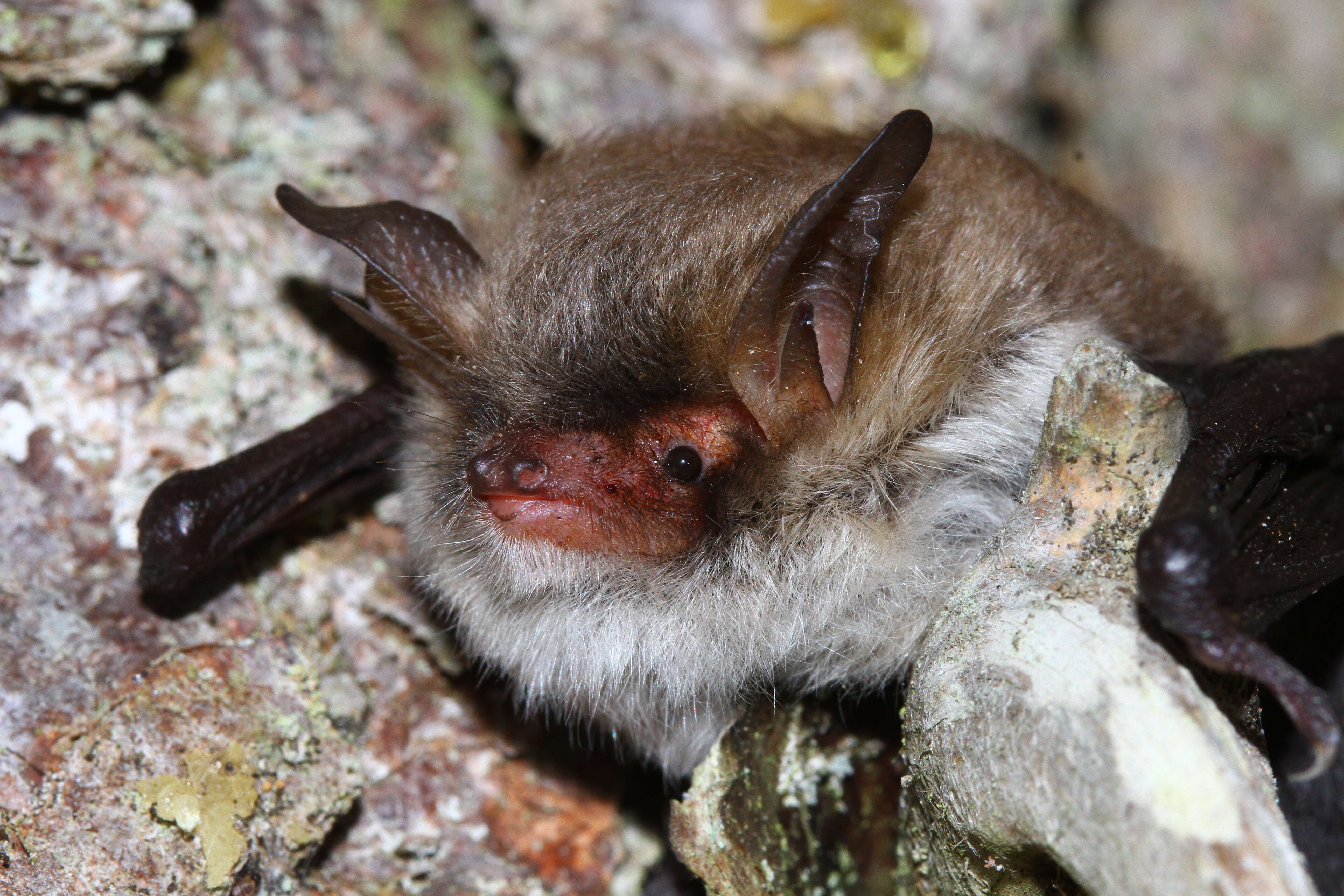 Plancia ëd Myotis crypticus