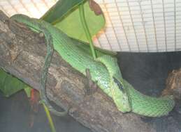 Image of Yellow-blotched Palm Pit Viper