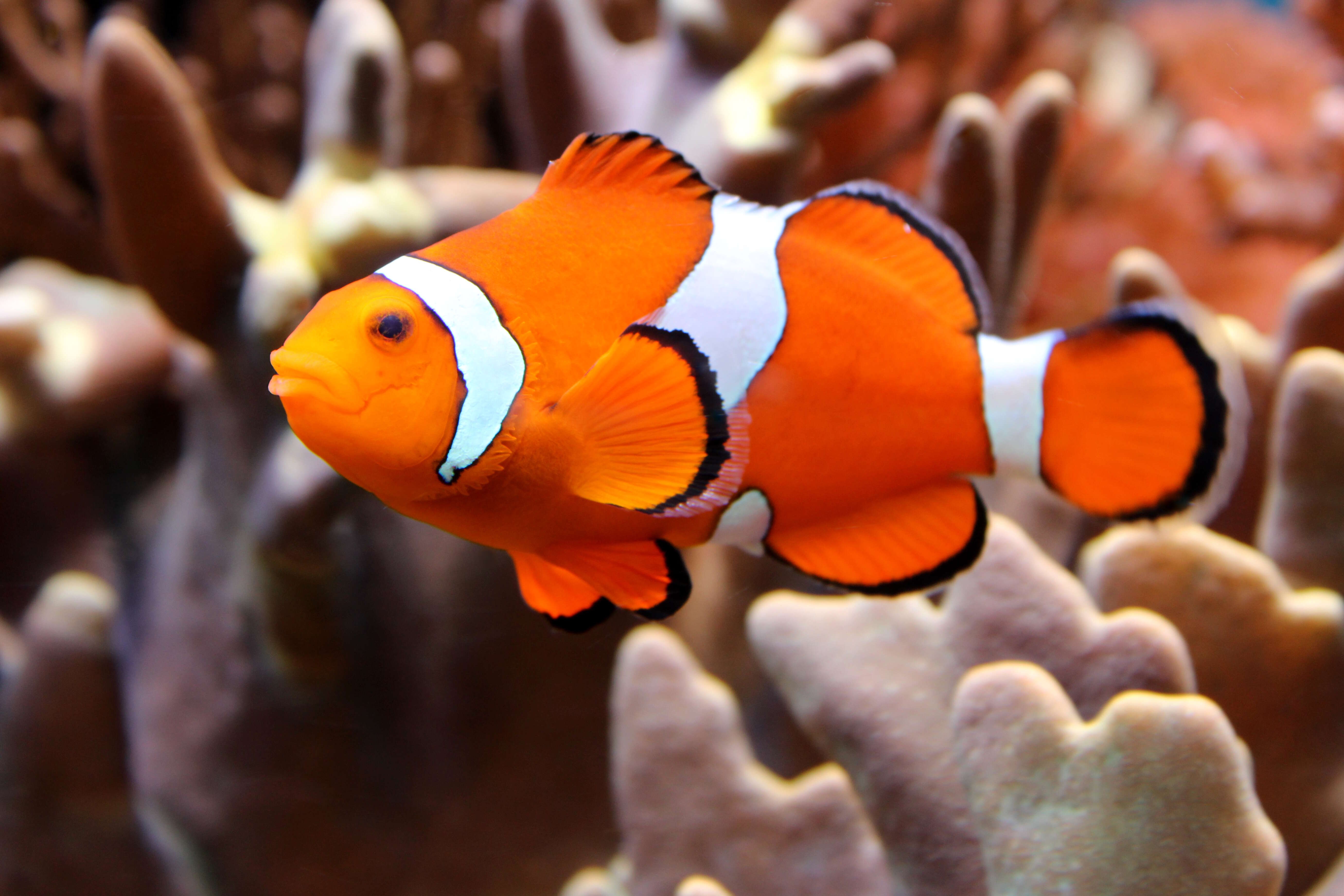 Image of Common clownfish