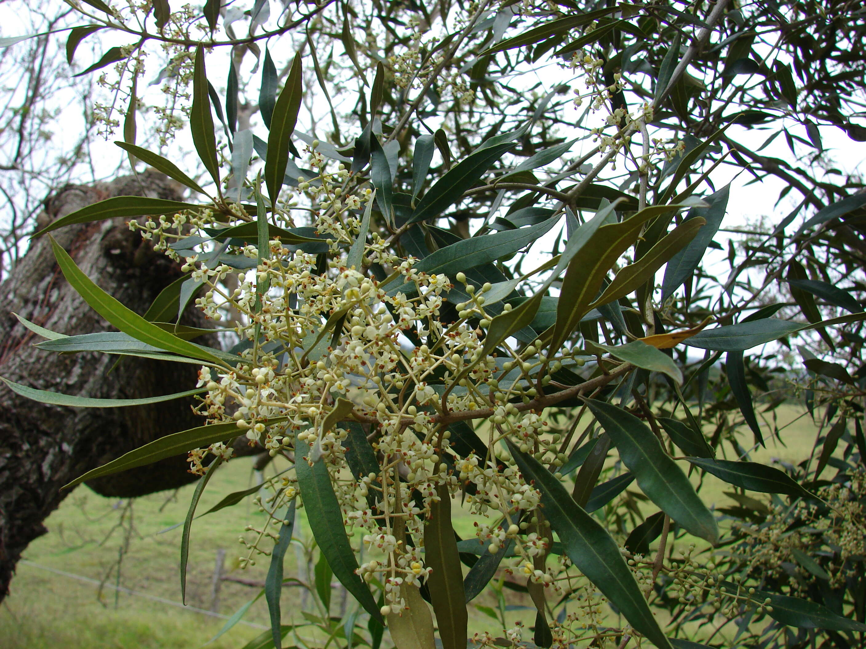 Plancia ëd Olea europaea L.