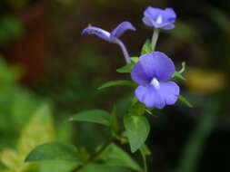 Plancia ëd Achetaria azurea (Linden) V. C. Souza