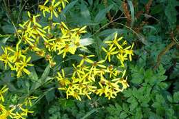 Image of wood ragwort