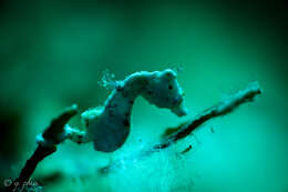 Image of Coleman's Pygmy Seahorse