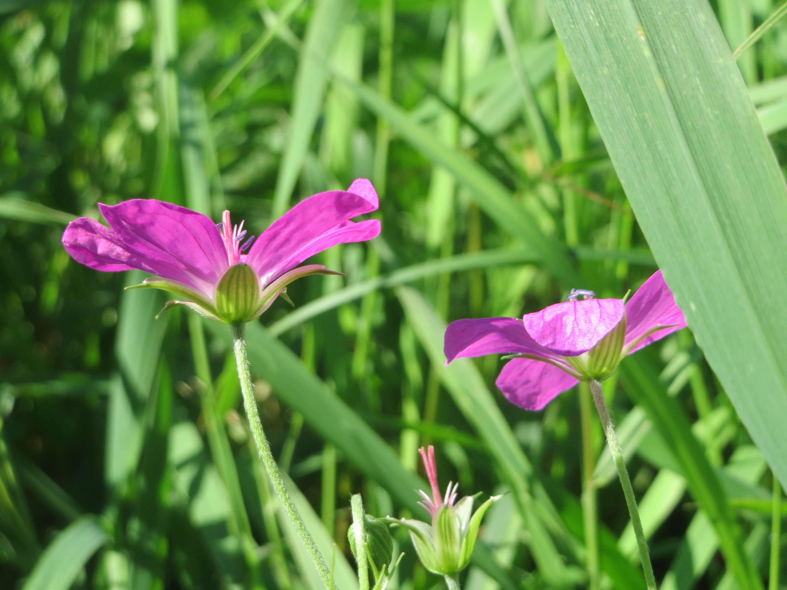 Imagem de Geranium palustre L.