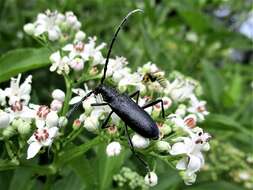 Image of capricorn beetle