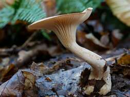 Image of Clitocybe