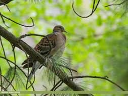 Image of Oriental Turtle Dove