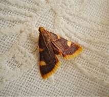 Image of Clover Hayworm Moth