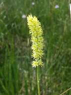 Image of Tofield's asphodel