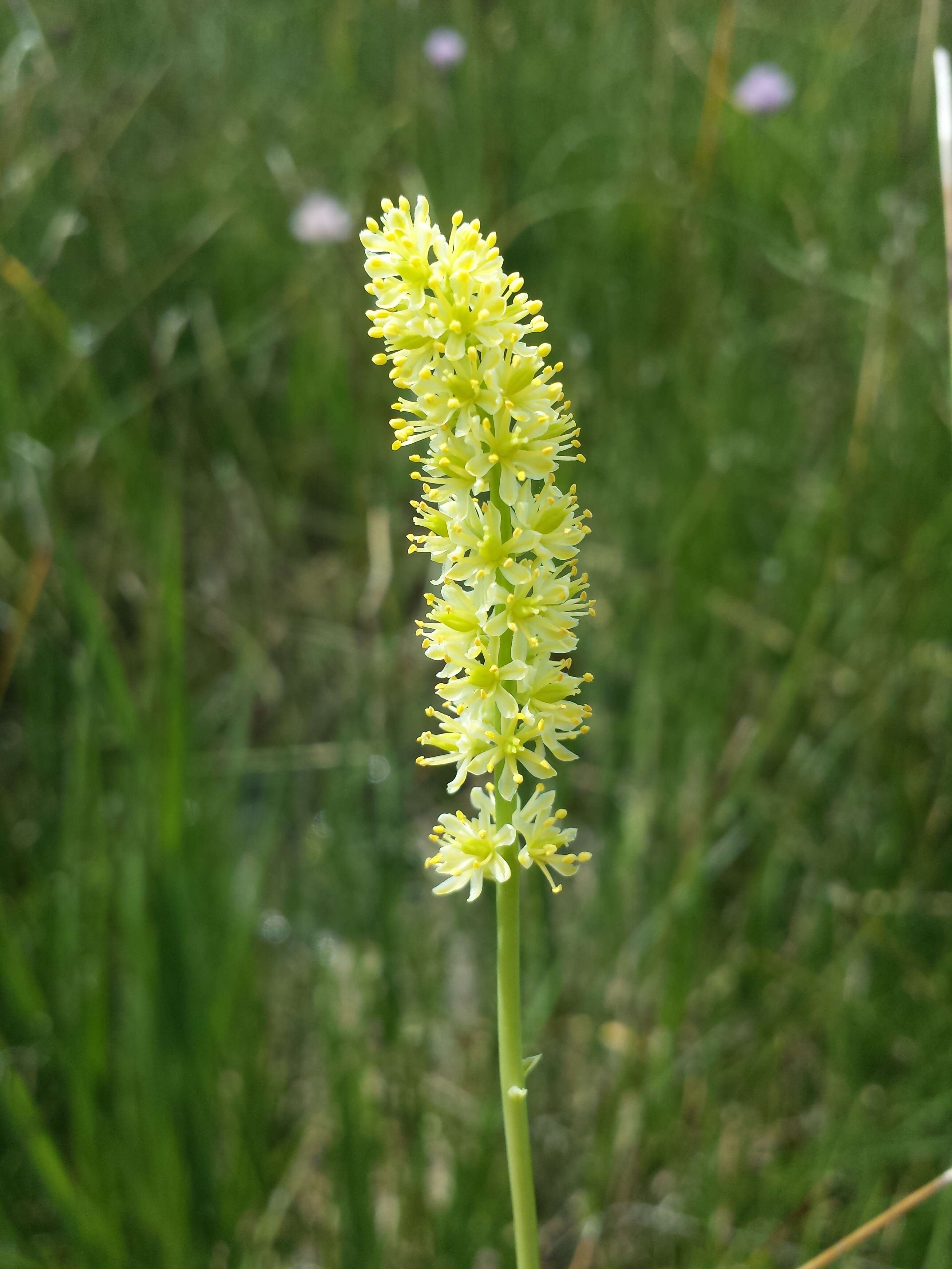 Image of Tofield's asphodel