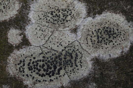 Image de Lecidella elaeochroma (Ach.) M. Choisy