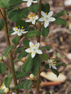 Image of Asterolasia beckersii Orme & Duretto