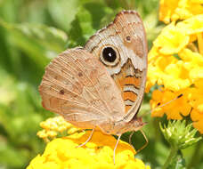 Image of Common buckeye