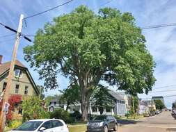 Image of American elm