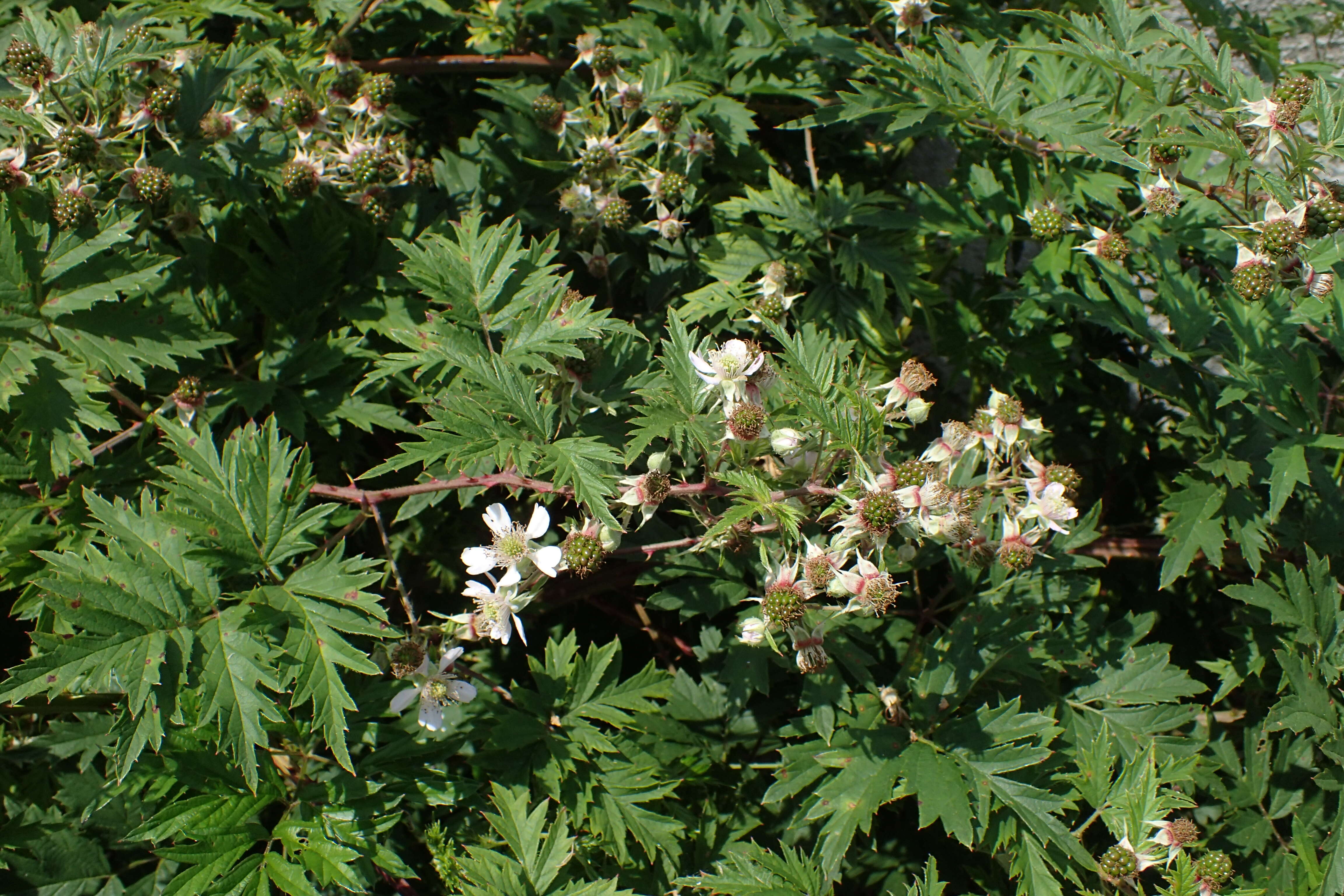 Image of cut-leaved bramble