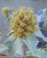 Image of sea-holly