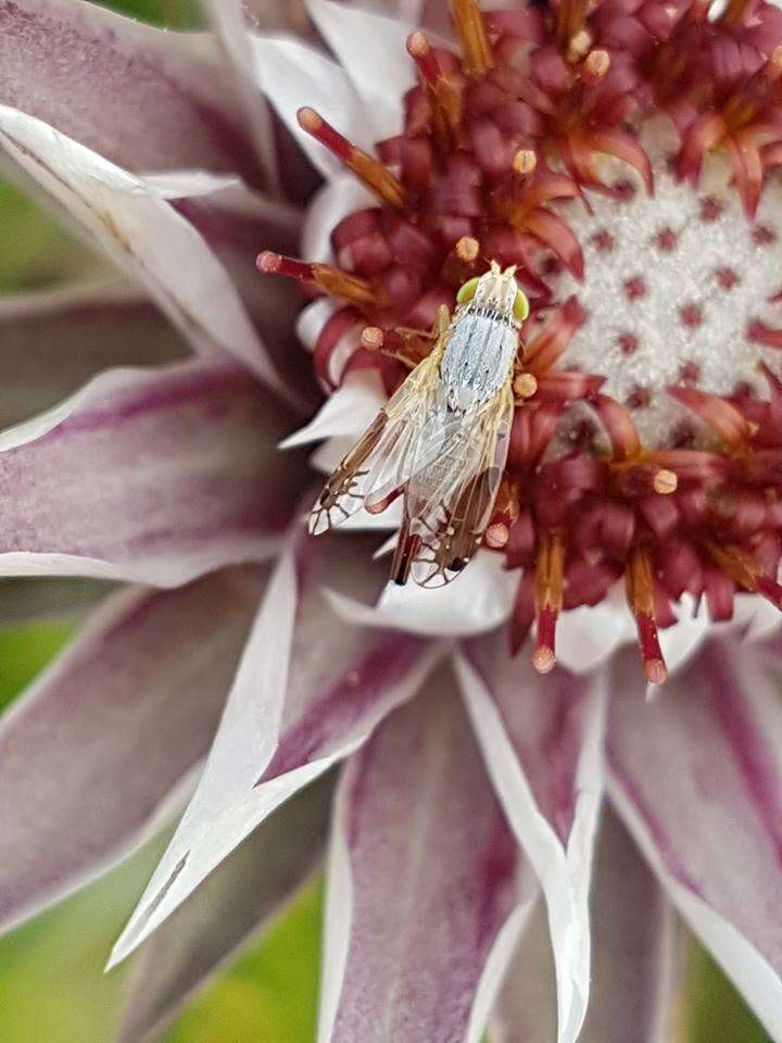 Image of Macledium zeyheri (Sond.) S. Ortiz