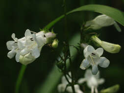 Image of talus slope penstemon