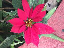 Image of poinsettia