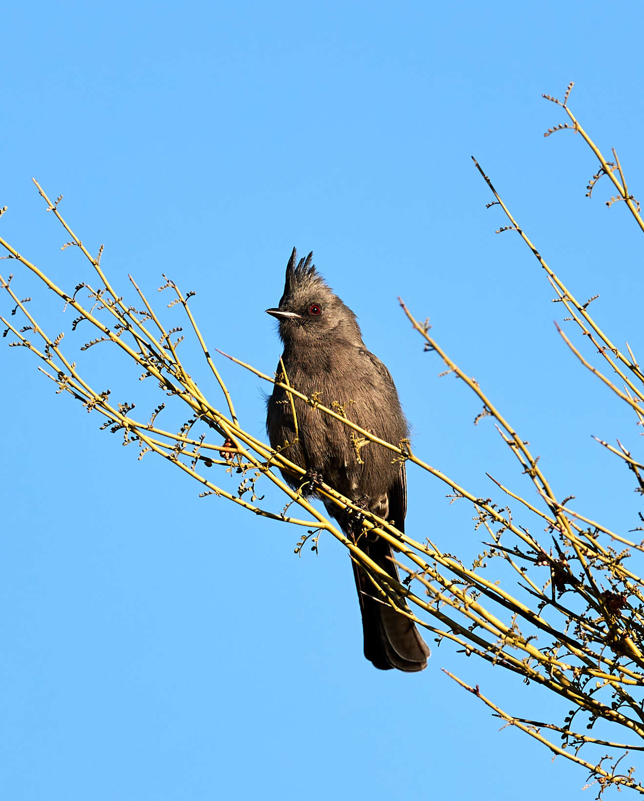 Image of Phainopepla Baird & SF 1858