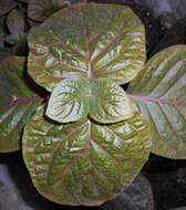 صورة Fittonia gigantea Linden