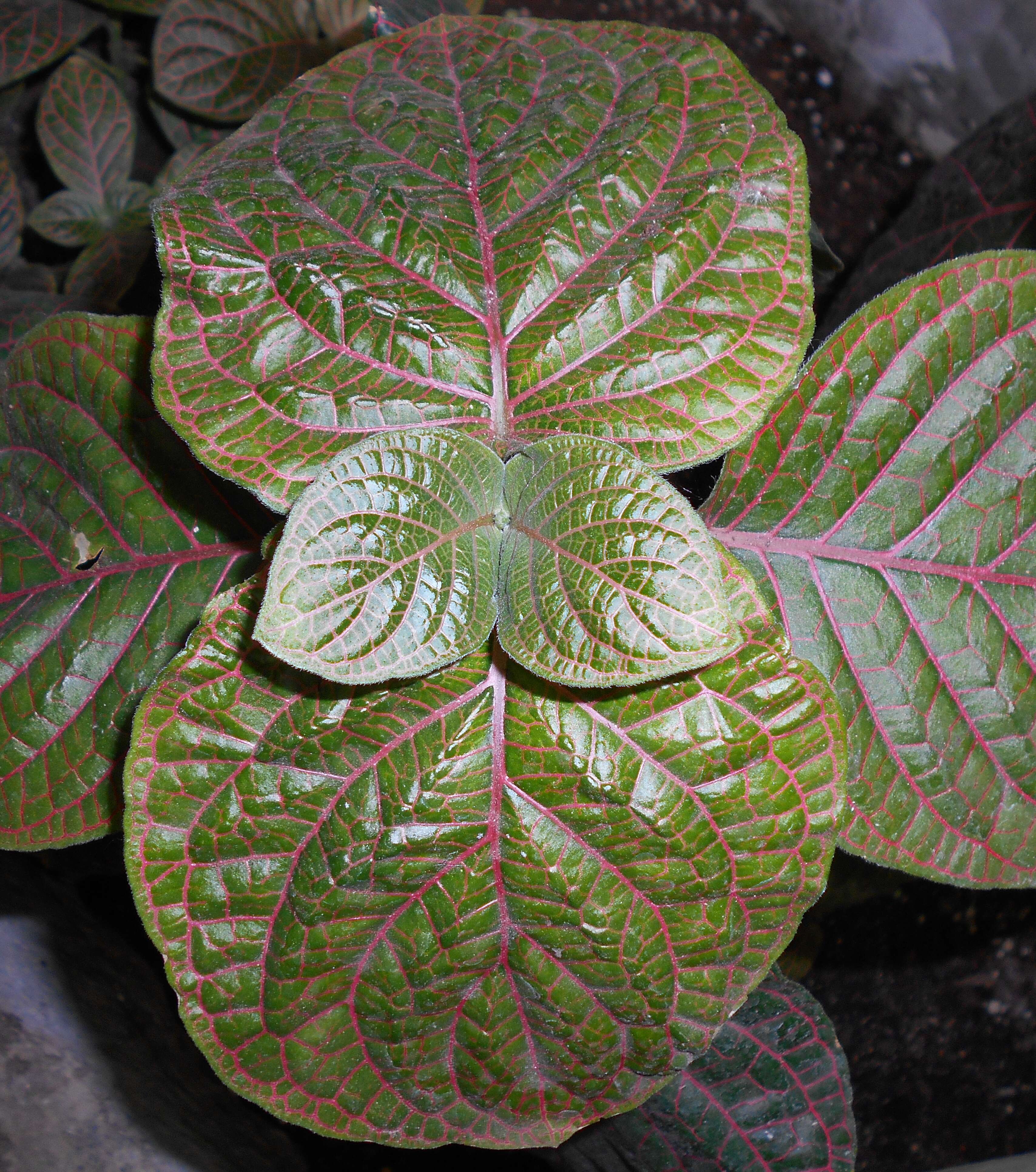 Fittonia gigantea Linden resmi