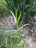 Image of Marsh Speedwell