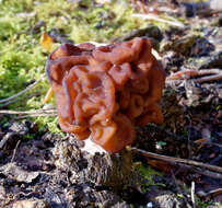 Image of Gyromitra esculenta (Pers.) Fr. 1849