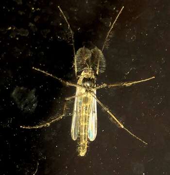 Image of Buzzer midge