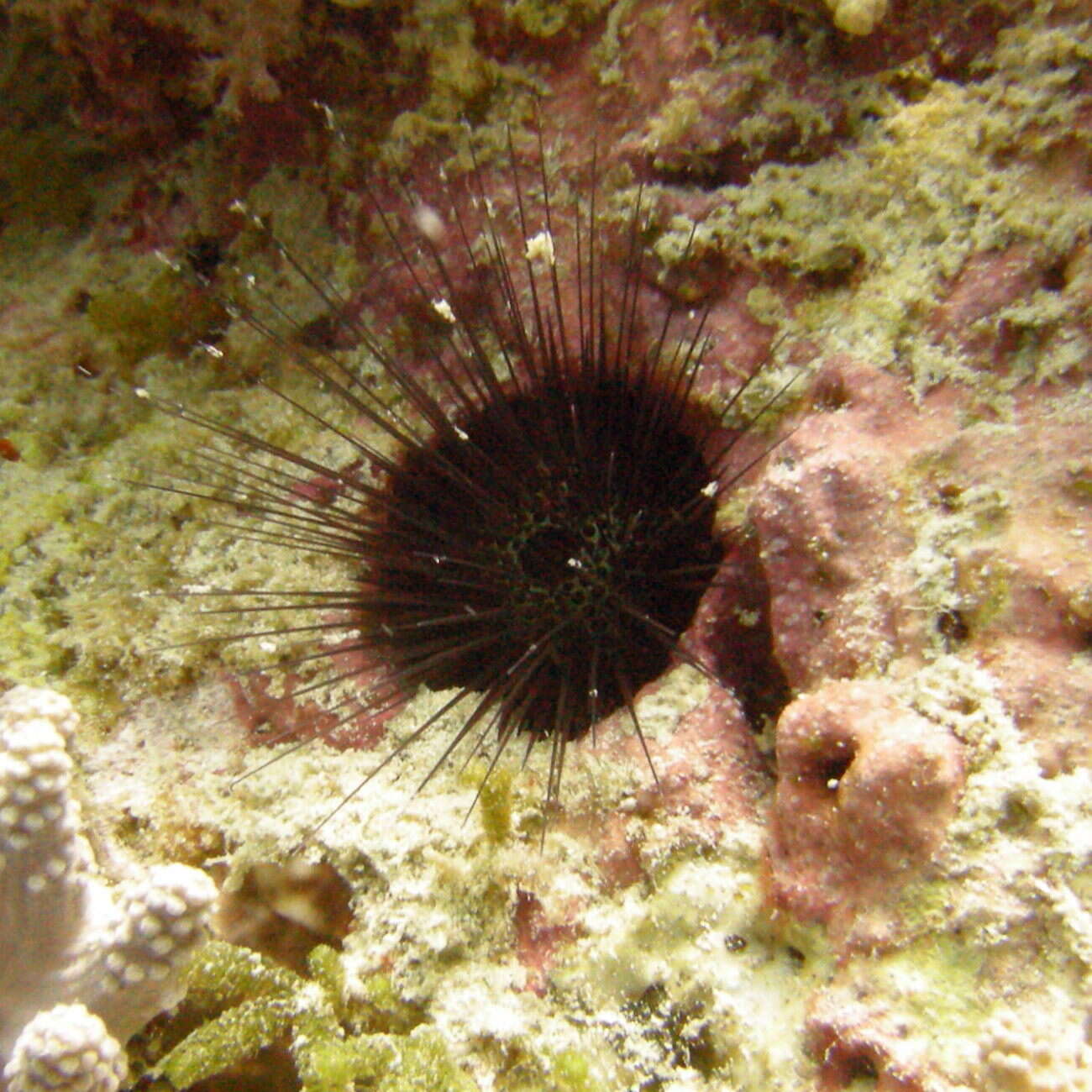 Sivun Echinostrephus molaris (Blainville 1825) kuva