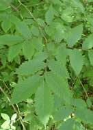 Image de Zelkova carpinifolia (Pall.) C. Koch