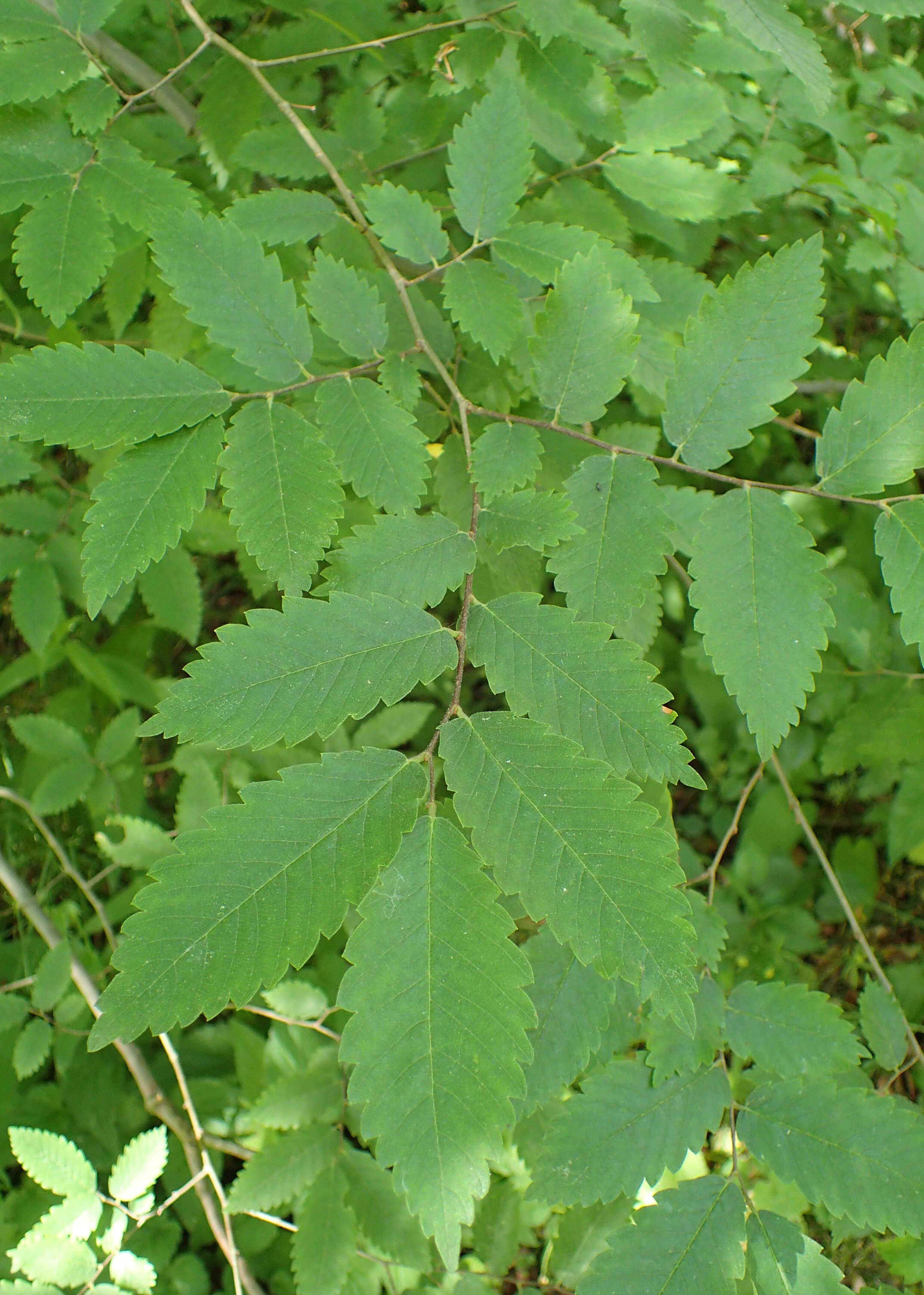 Image of Caucasian zelkova