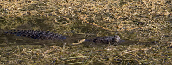 Image of Australian Freshwater Crocodile