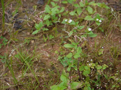 Image of rough Mexican clover