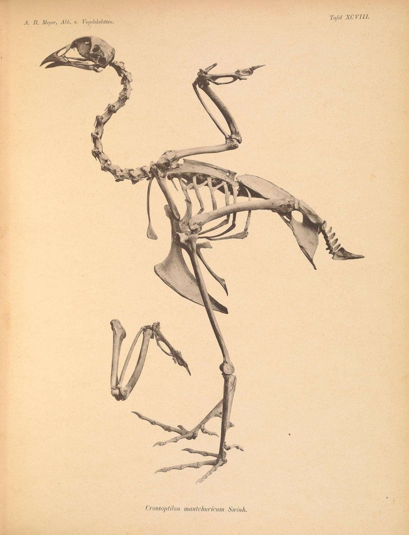 Crossoptilon mantchuricum Swinhoe 1863 resmi