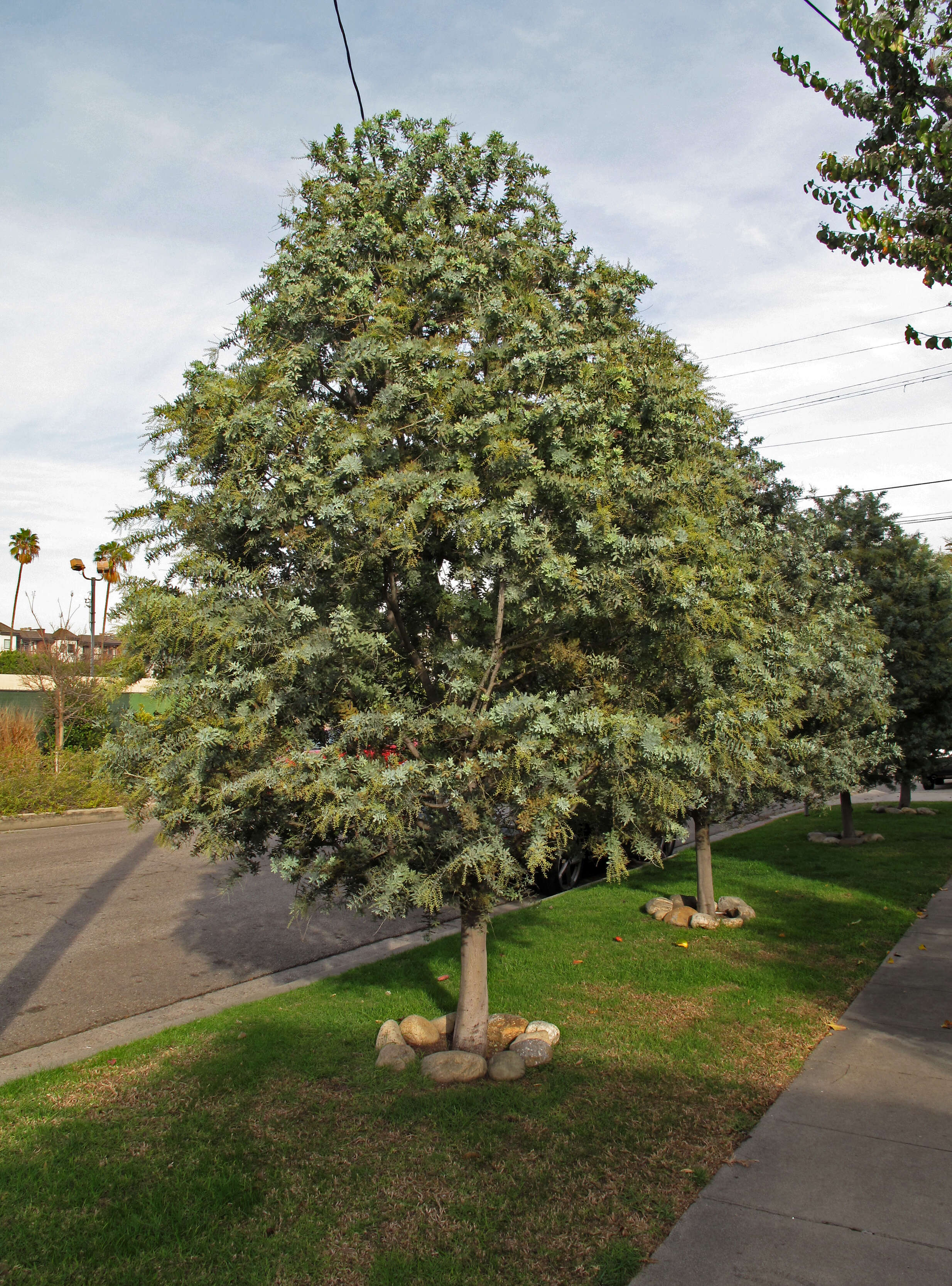 Image of cootamundra wattle