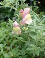 Image of Antirrhinum hispanicum Chav.