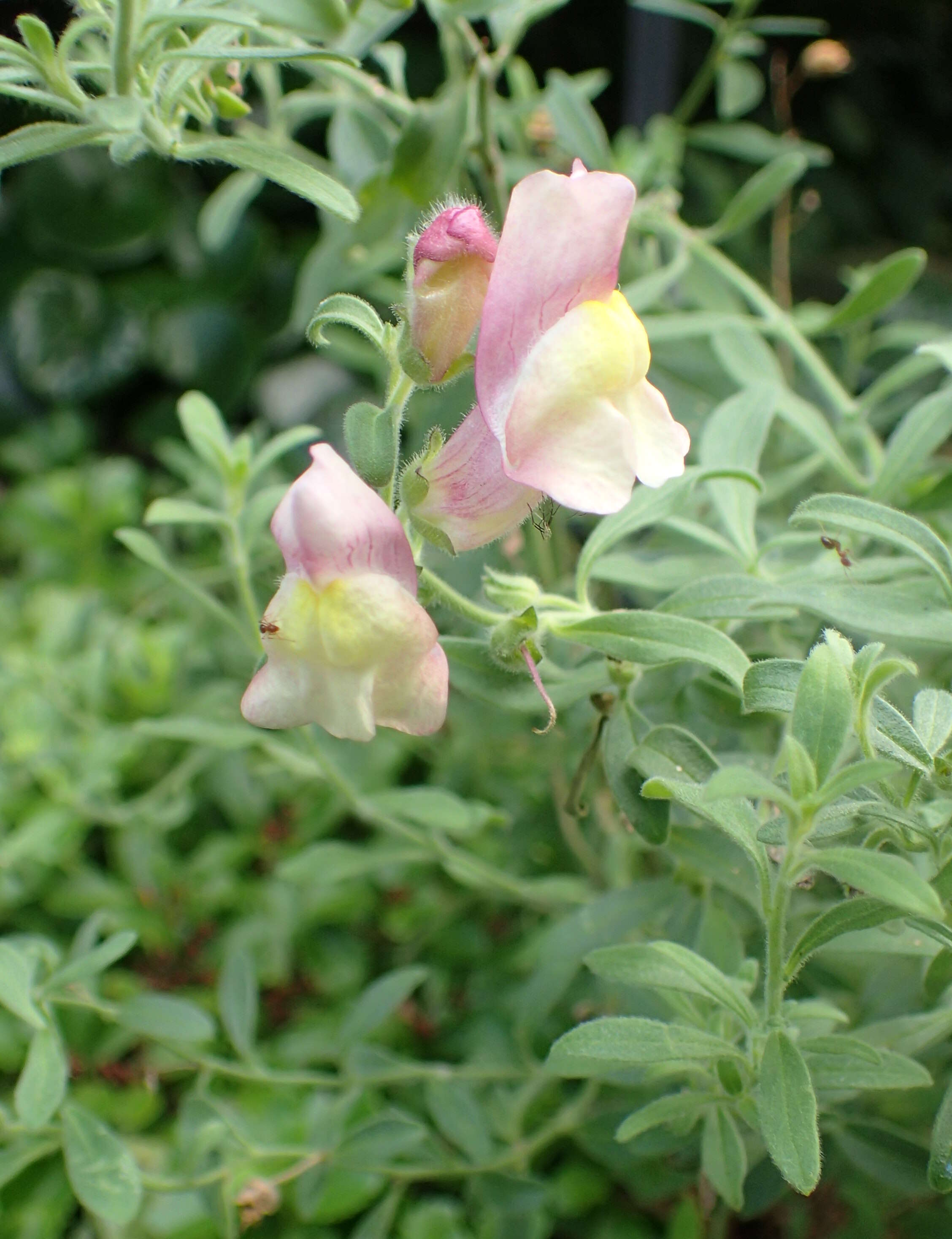 Image of Antirrhinum hispanicum Chav.