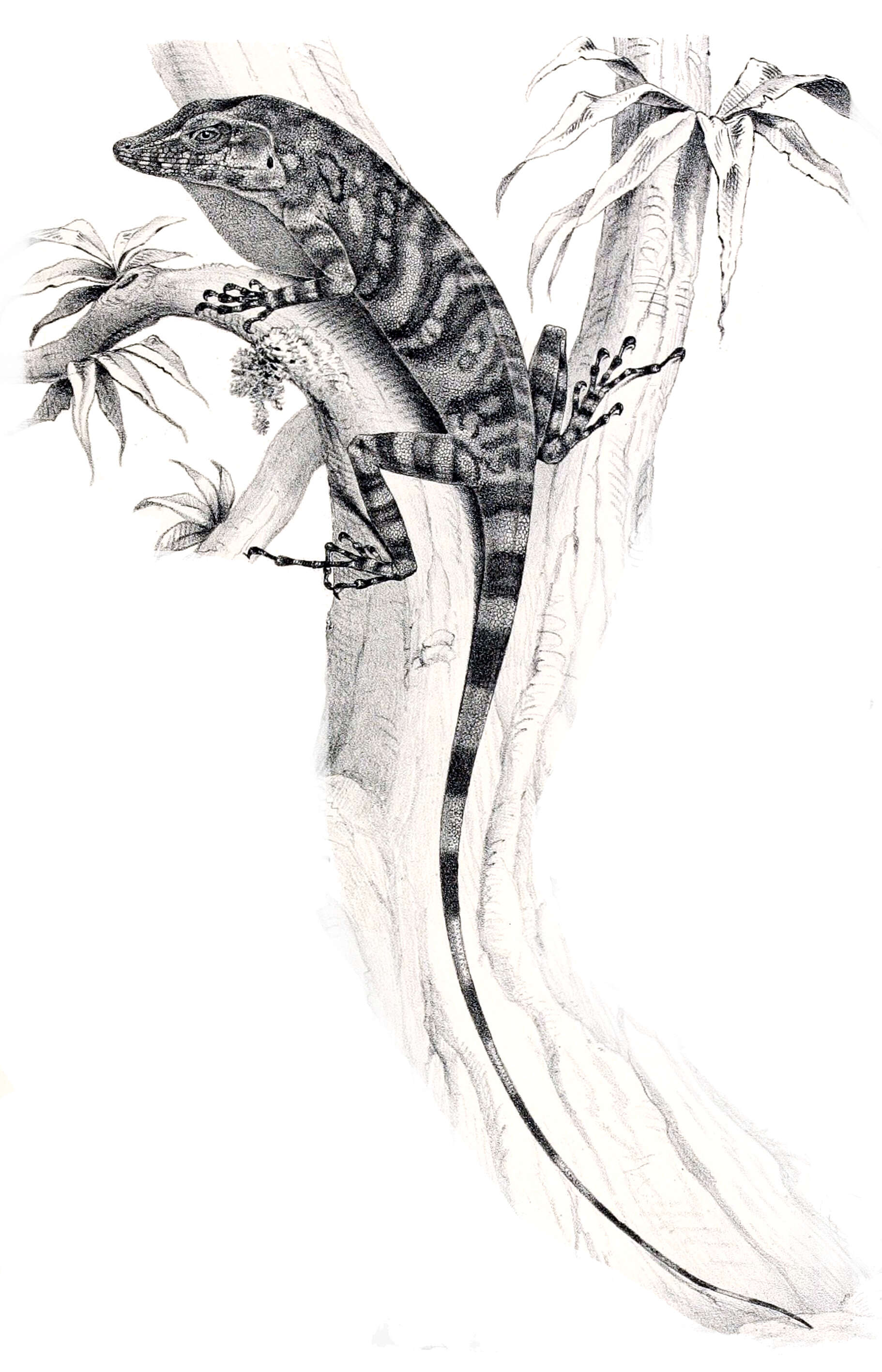 Image of Decorated Anole