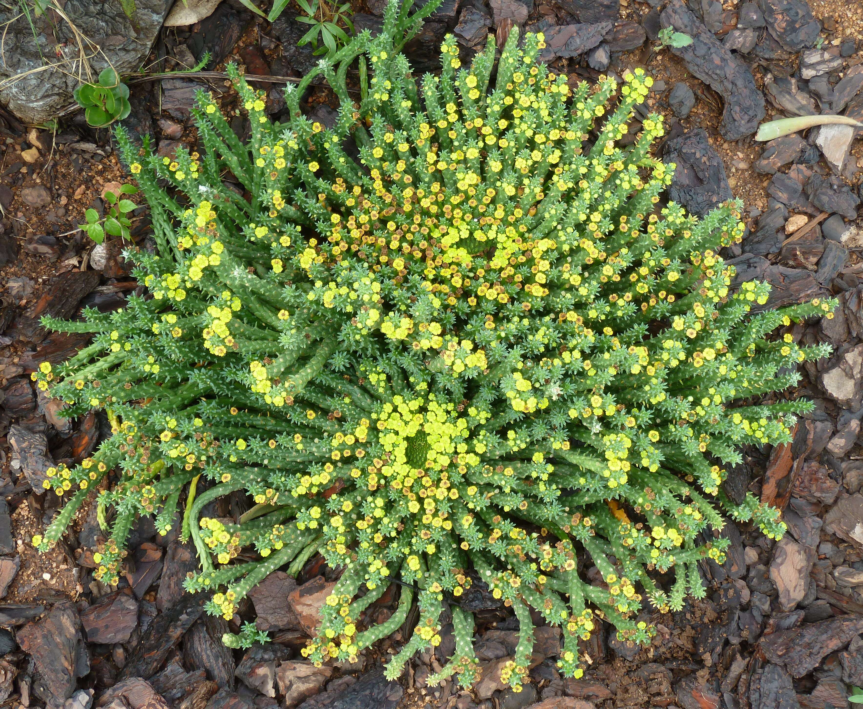 Image of Euphorbia flanaganii N. E. Br.