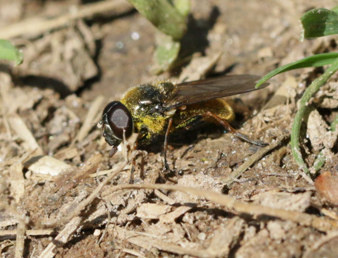 صورة Cheilosia fraterna (Meigen 1830)