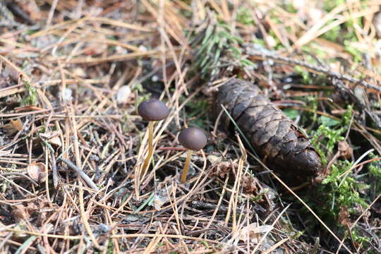 Image of sprucecone cap