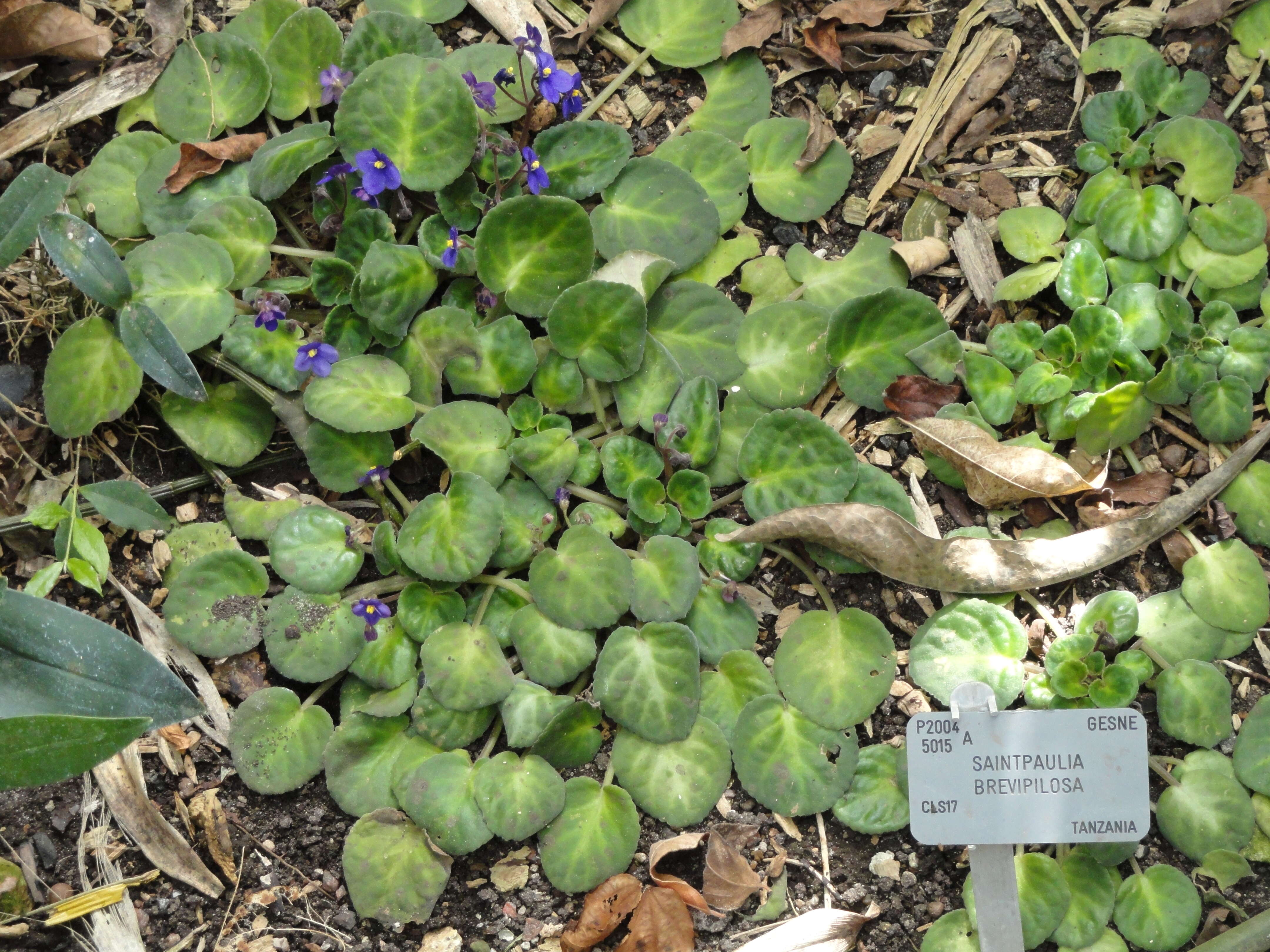 Sivun Streptocarpus brevipilosus kuva